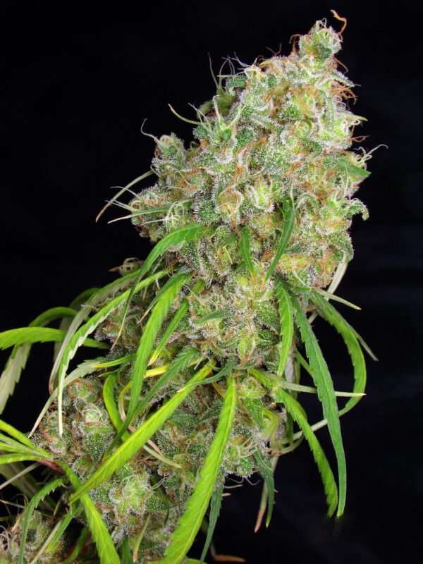 Destro (fotoperiodica) Silver River Seeds x5