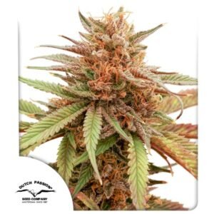 Durban Dew (Fotoperiodica) Dutch Passion x3