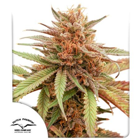 Durban Dew (Fotoperiodica) Dutch Passion x3