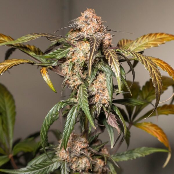 Tricome y Cream (Automatica) Dutch Passion x3