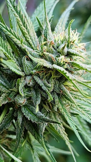 Exodus Ligth (fotoperiodica) Silver River Seeds x5