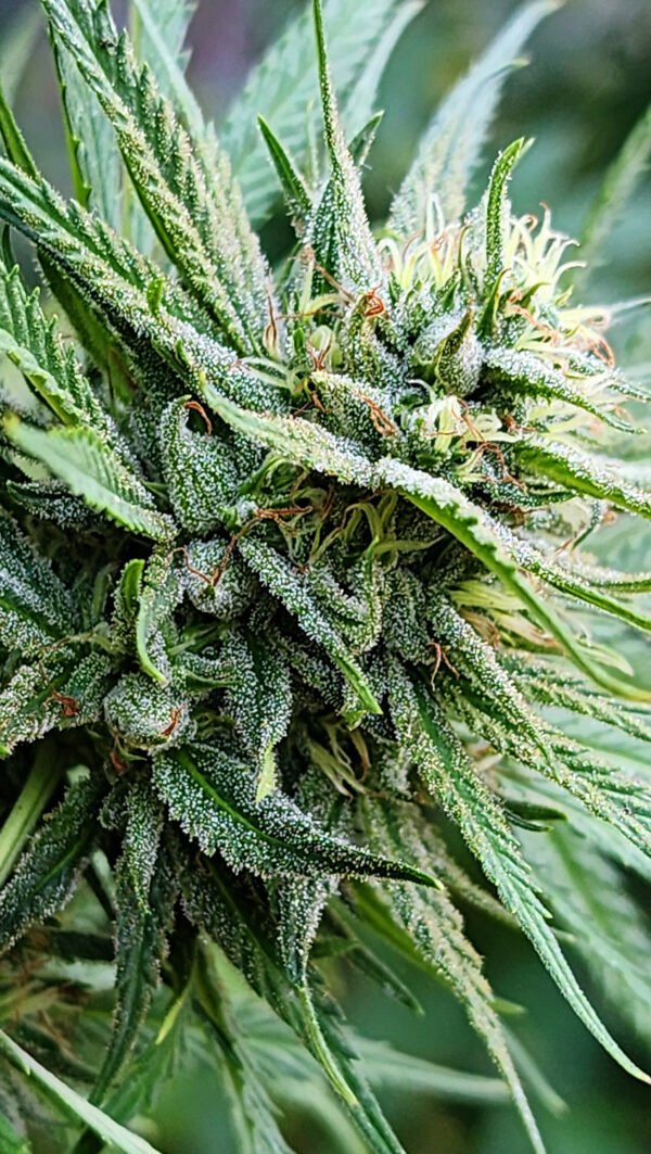 Exodus Ligth (fotoperiodica) Silver River Seeds x5