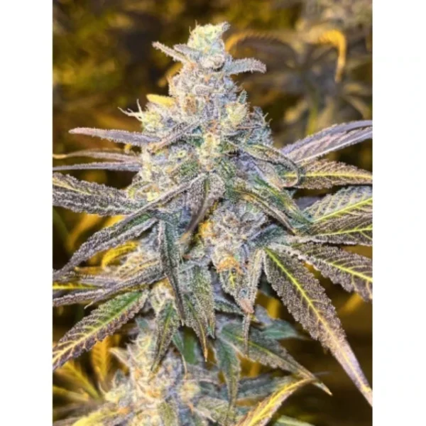 Frozen Biscotti (Automatica) Dutch Passion x3