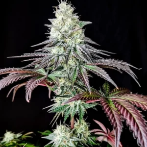 Garlic Cookies (Fotoperiodica) Pure Instinto x3