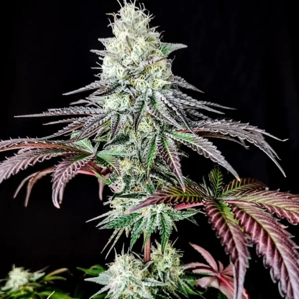 Garlic Cookies (Fotoperiodica) Pure Instinto x3