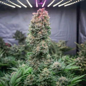 GlueBerry OG (Automatica) Dutch Passion x3