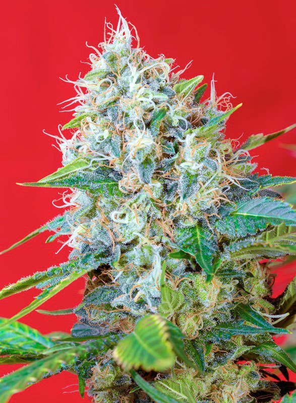 Green Poison (Automatica) sweet seeds 3+1