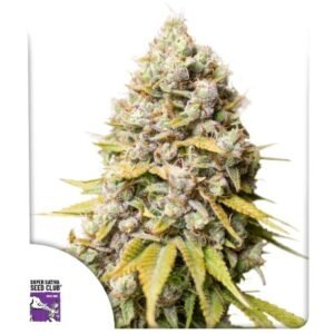 Kosher Haze (fotoperiodica) Super Sativa Club X3