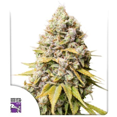 Kosher Haze (fotoperiodica) Super Sativa Club X3