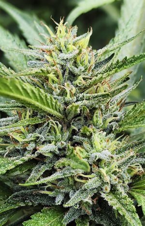 Manda Runtz (fotopriodica) Silver River Seeds x5