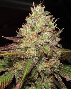 Mendo Chem (Fotoperiodica) Silver River Seeds x5
