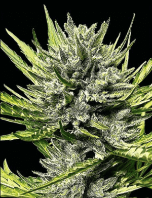 MK Runtz (Automatica) Silver River Seeds x5