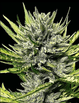 MK Runtz (Automatica) Silver River Seeds x5