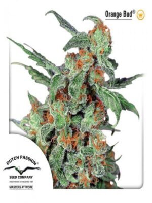 Orange Bud (Automatica) Dutch Passion x3