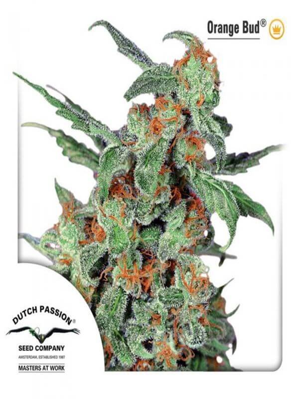 Orange Bud (Automatica) Dutch Passion x3