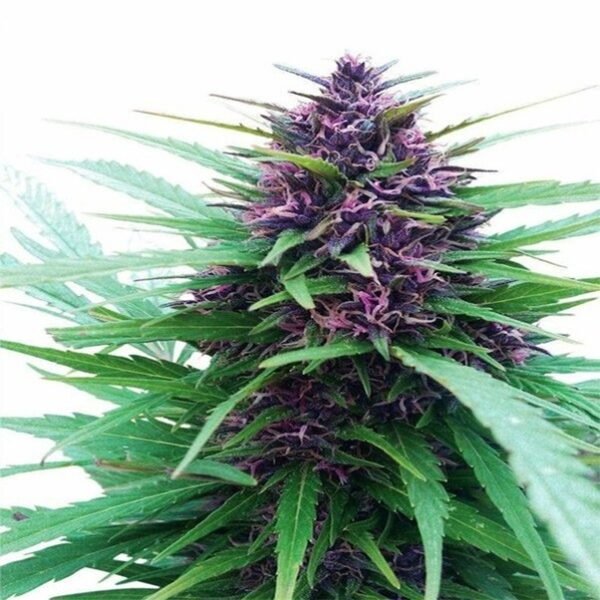 Purple Kush ( automatica) Pachamama x6