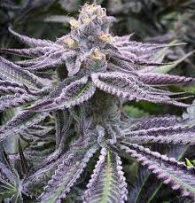 Purple Punch (Automatica) Pure Instinto x3+1