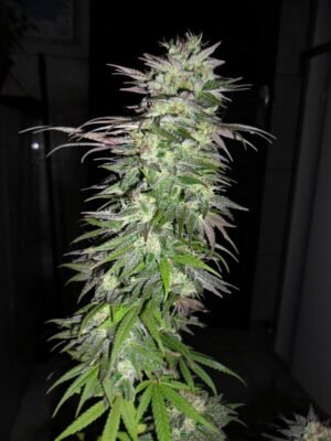 Snow Bud (Fotoperiodica) Dutch Passion x3