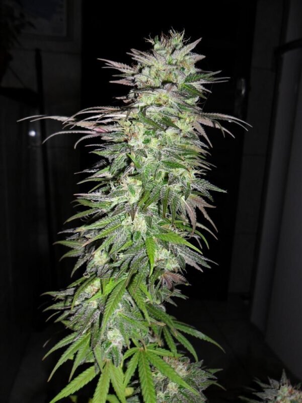 Snow Bud (Fotoperiodica) Dutch Passion x3