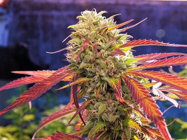 sour46 (fotoperiodica) silver river x5