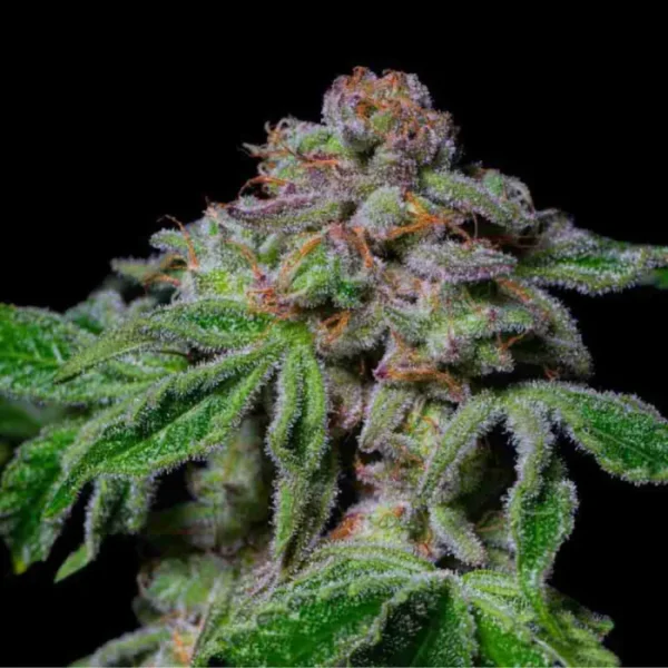Sour Aloha (Fotoperiodica) Pure Instinto x3