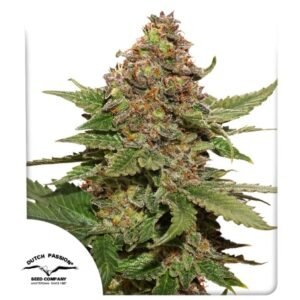 Strow berry coug (fotoperiodica) Dutch Passion x3