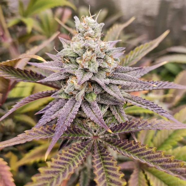 Sugar Bomb Punch (Fotoperiodica) Dutch Passion x3