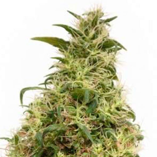THC Victori (Fotoperiodica) Dutch Passion x3
