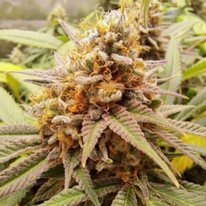 White Widow (Fotoperiodica) Dutch Passion x3