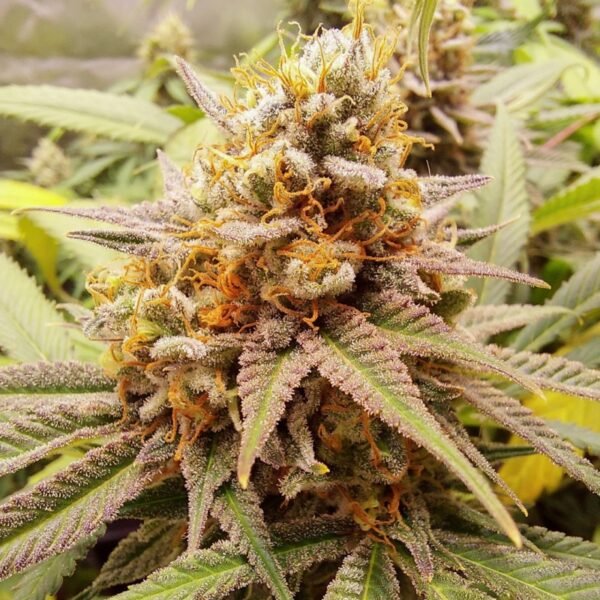 White Widow (Fotoperiodica) Dutch Passion x3