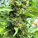 Xileno Haze (fotoperiodica) Silver River Seeds