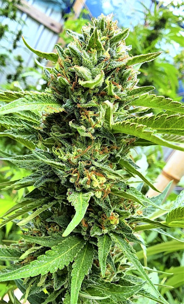 Xileno Haze (fotoperiodica) Silver River Seeds